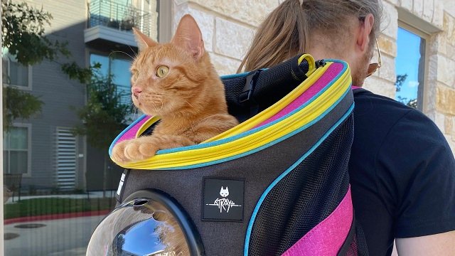 Stray Backpack
