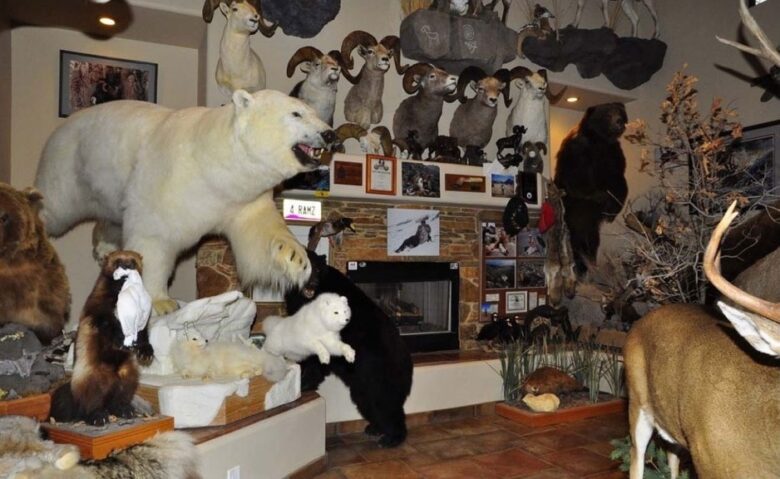 dead killed polar bear animals taxidermy overkill too many on display Cave Creek Arizona home house for sale