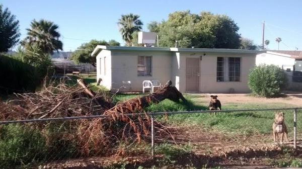 two dogs pets front yard dead tree fallen over real estate photo fireplace Phoenix Arizona home house for sale