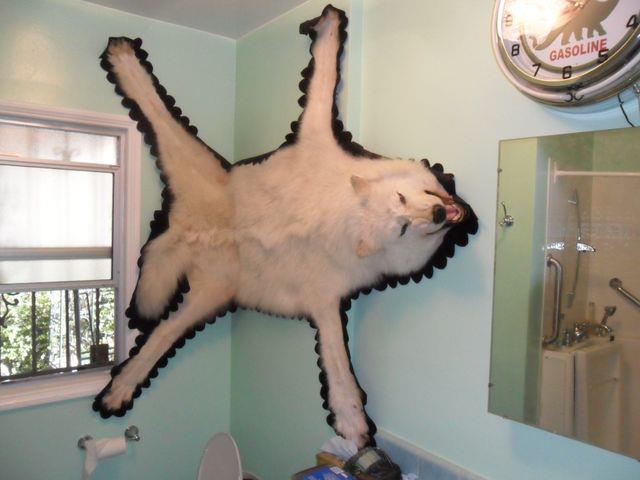 taxidermy wolf fur skin pelt on display in bathroom courtesy of Cory Chalmers 1-800-Hoarders