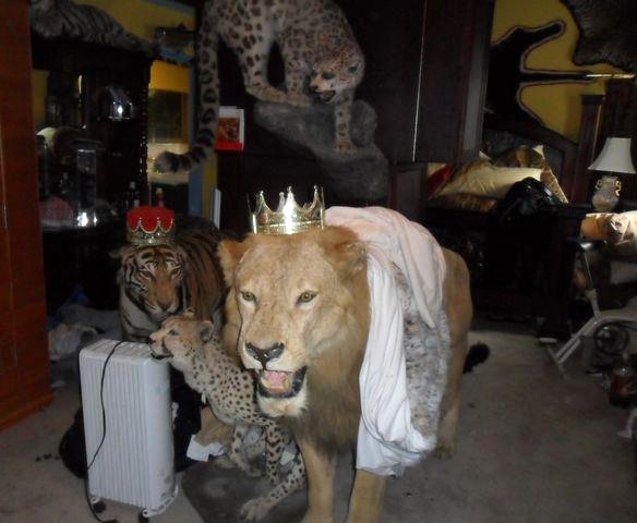 taxidermy lion crown hoard dead animals on display courtesy of Cory Chalmers 1-800-Hoarders